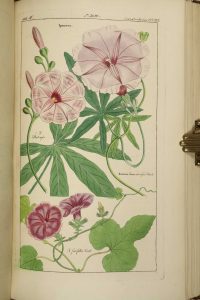 Flora Universalis in colorierten Abbildungen