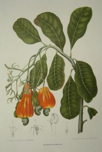 Anacardium occidentale