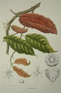 Theobroma cacao