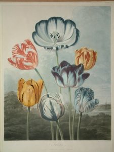 Tulips