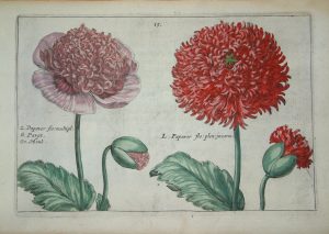 Papaver