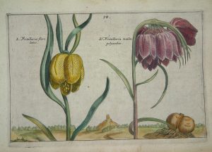 Fritillaria