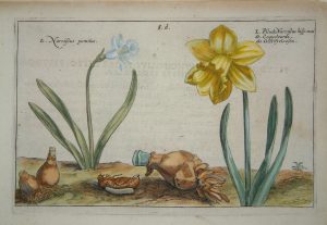 Narcissus