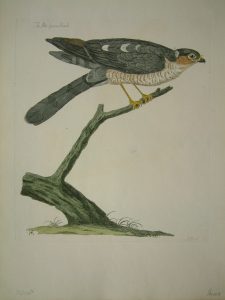 The Male Sparrow Hawk
