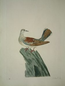 The Small Dove