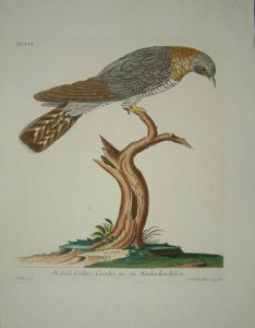 The Female Cuckoo