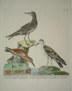 The Ashcolored Sandpiper, Dunlin & Grey Scollop Toed Sandpiper