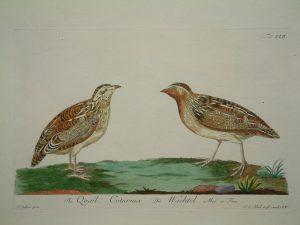 The Quail