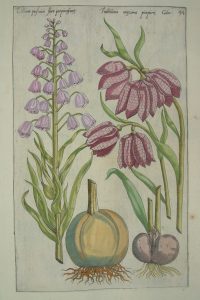 Lilium persicum flore purpura