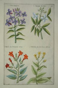 Viola damascena
