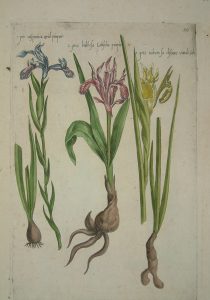 Iris hispanica