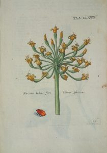 Narcissus indicus flore