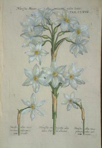 Narcissus musart albus