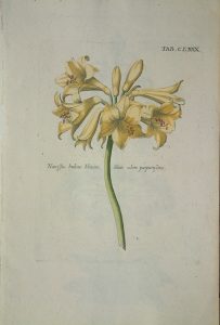 Narcissus indicus iliaceus