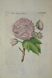 Rosa sinensis foliosior