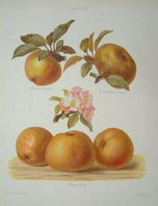 Wheeler's Russet