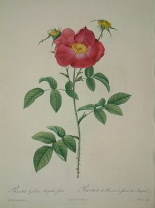 Rosa gallica stapelice flora