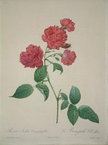 Rosa indica caryophyllea