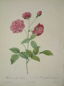Rosa indica dichotoma