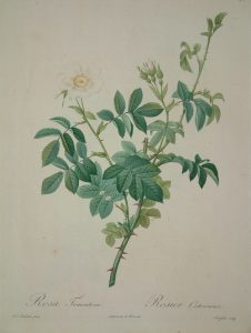 Rosa tomentosa