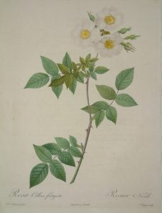 Rosa collina fastigiata