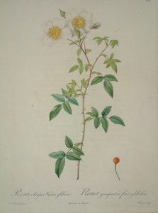 Rosa semper-virens globosa