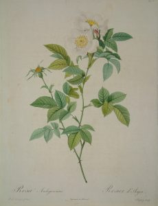 Rosa andegavensis