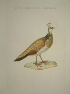 Pavo cristatus foemina