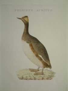 Podiceps auritus