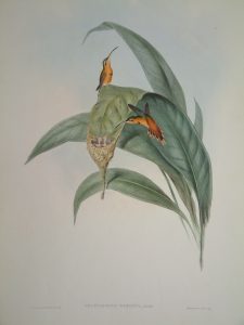 Phaethornis eremita