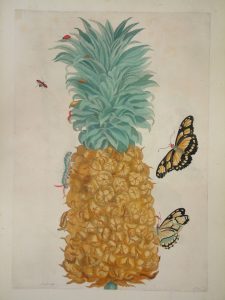 Pineapple with butterflies