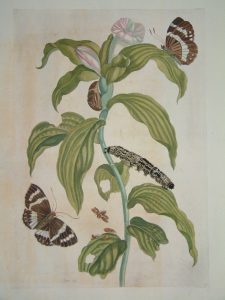 Tobacco Plant with Butterfly