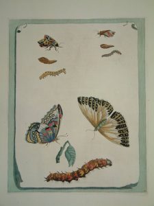 Heather Butterfly and Fly metamorphoses