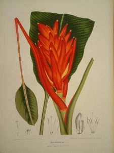 Musa coccinea