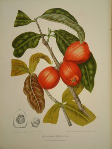 Fructus jambosae domesticae