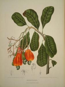 Anacardium occidentale