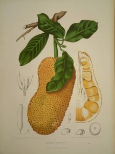 Artocarpus polyphema