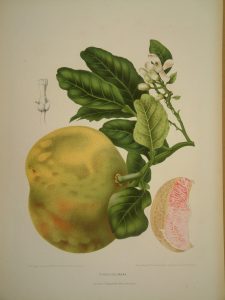 Citrus decumana