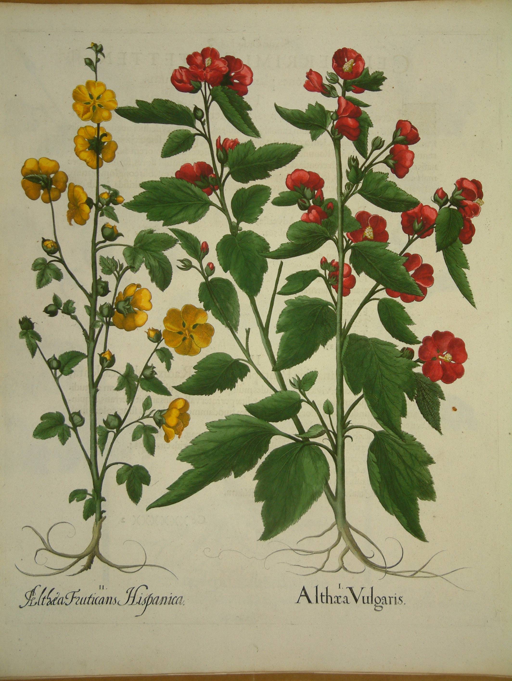 Althaea vulgaris decorative print