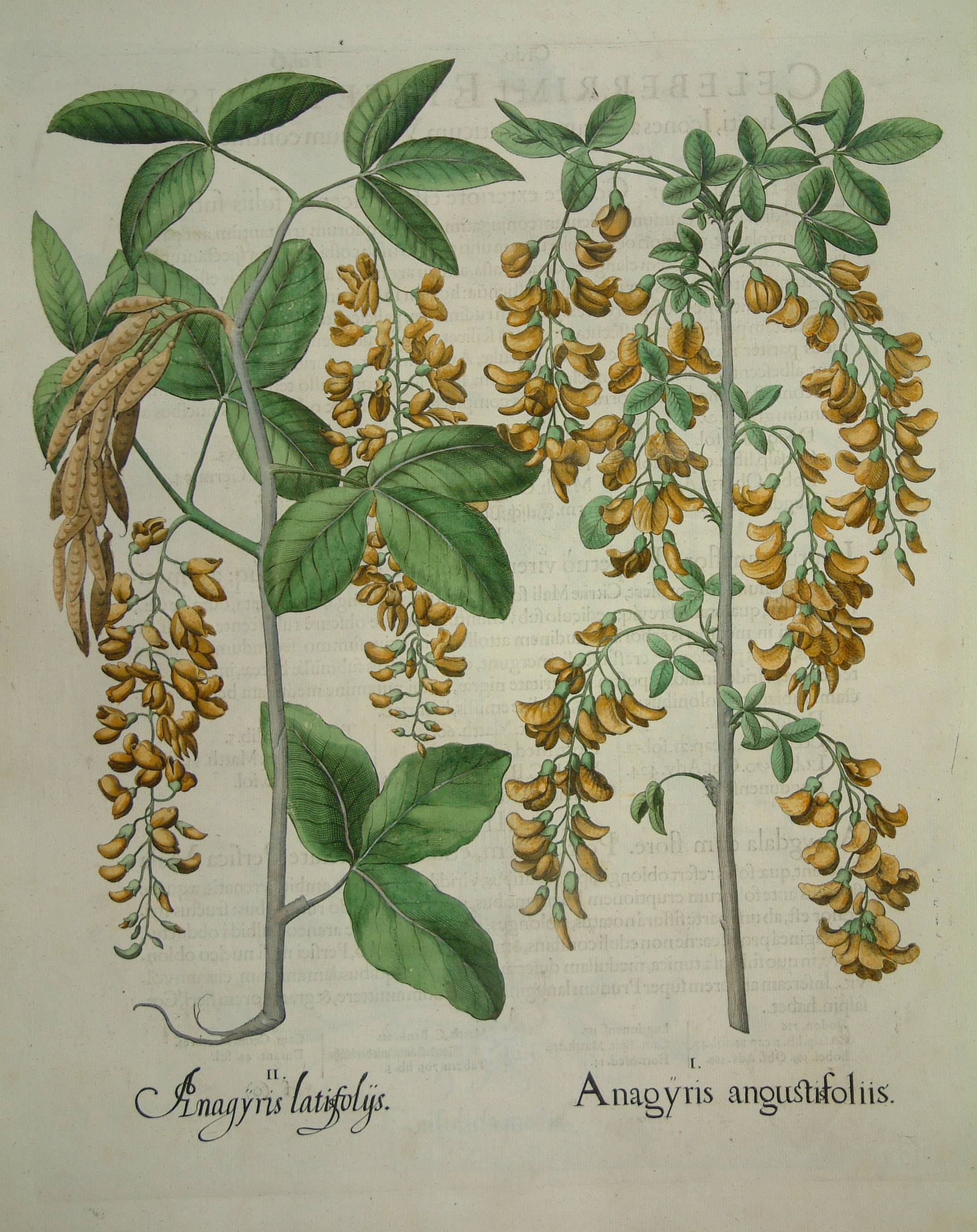 Anagyris angustisfoliis decorative print