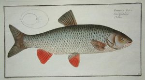 Cyprinus jdus