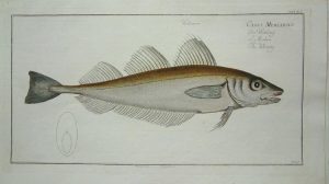 The Whiting