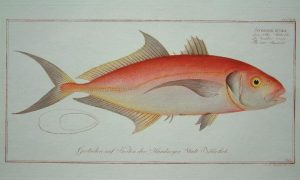 The Red Mackrel