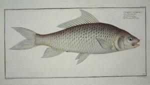 The Cirrhated-Carp