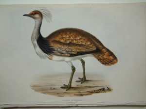 Ruffed Bustard