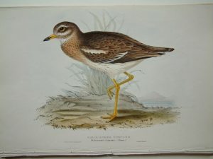 Thick-Kneed Bustard