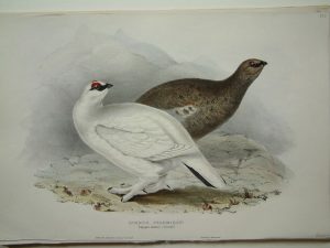 Common Ptarmigan