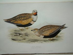 Sand Grouse