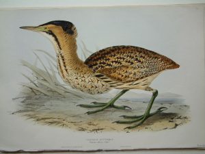 Common Bittern