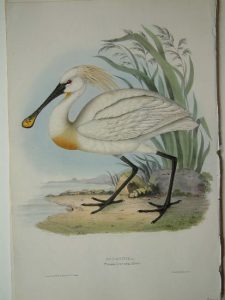 Spoonbill